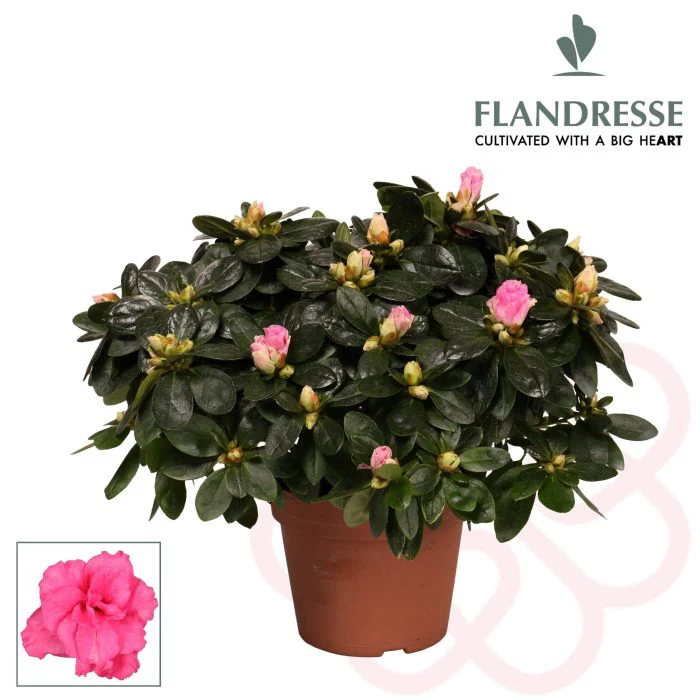 Azalea simsii pink P14