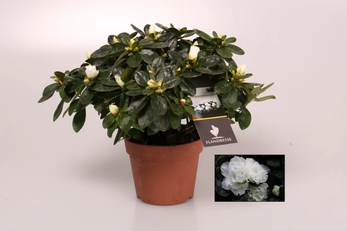 Azalea simsii white P16