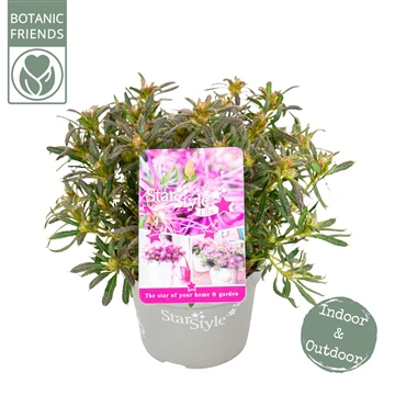 Azalea StarStyle Lila - Image 2