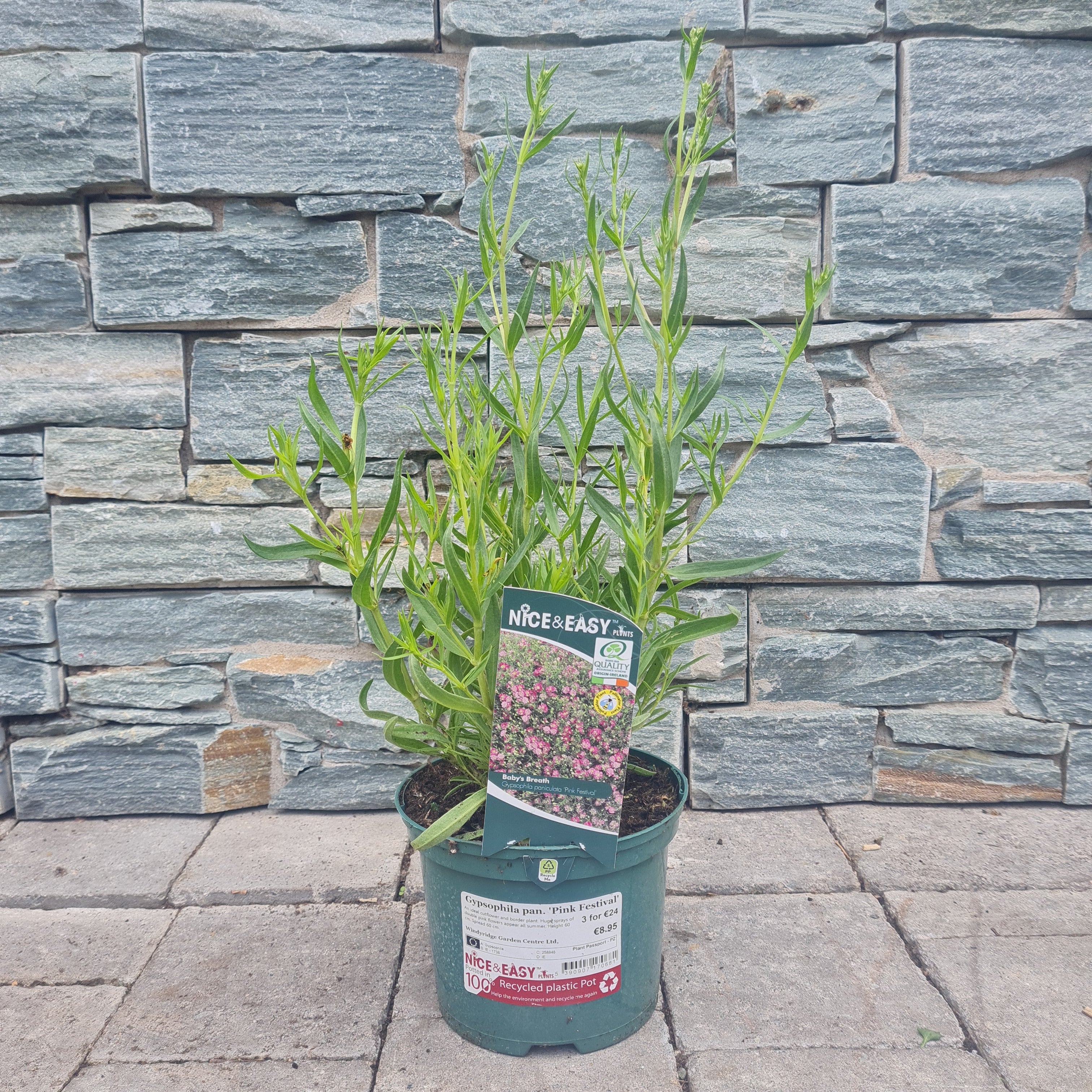 Babys Breath Gypsophila Paniculta Pink Festival (2Ltr Pot) - Image 4