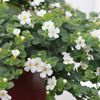 Bacopa White 1L