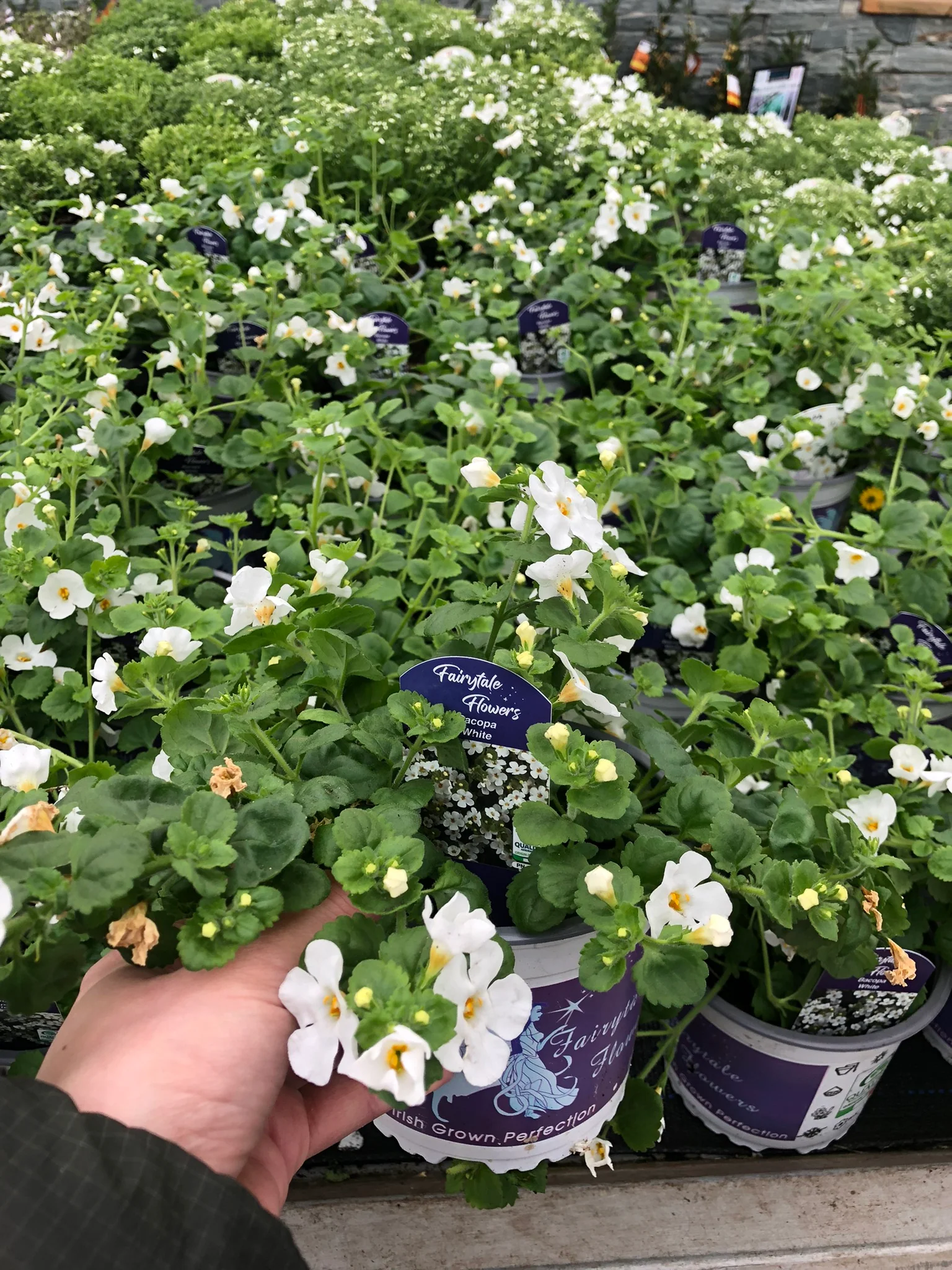 Bacopa White 1L - Image 2