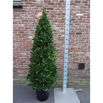 BAY PYRAMID 190 CM P 30