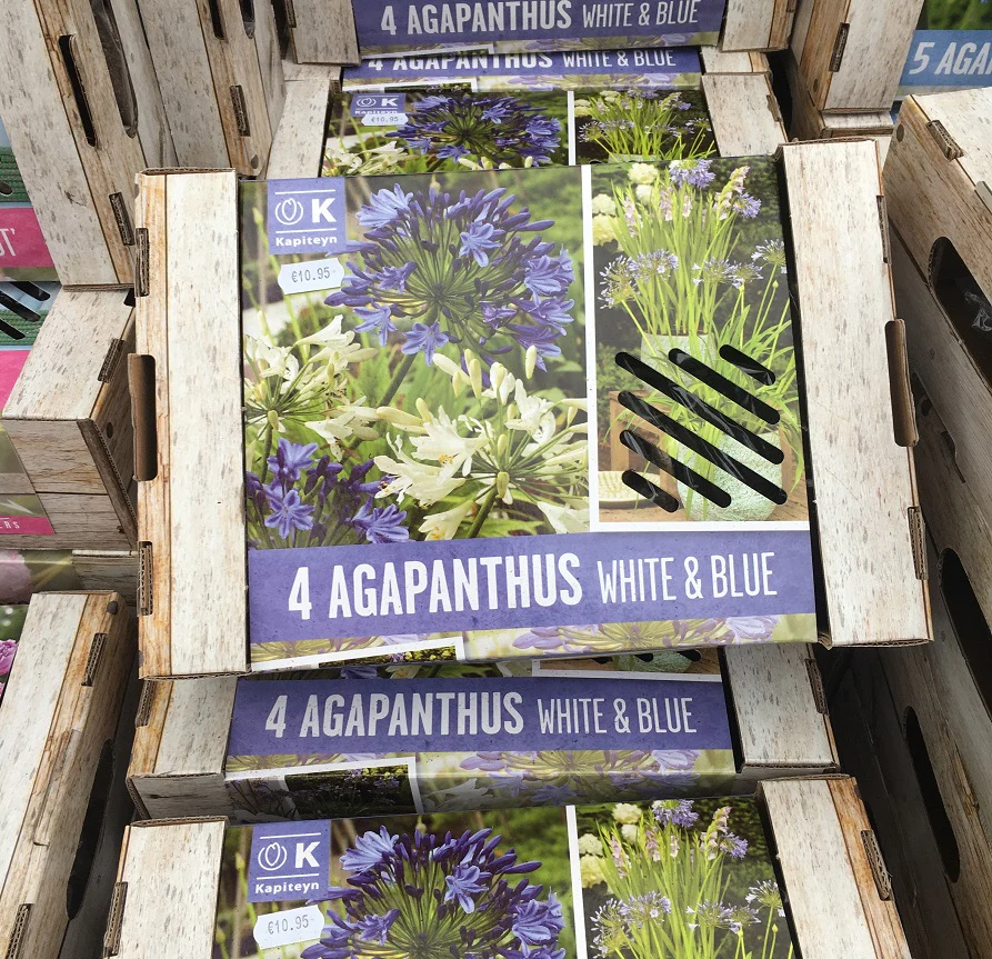 BEAUTIFUL PERENNIALS AGAPANTHUS   WHITE & BLUE x4