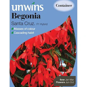 Begonia Santa Cruz