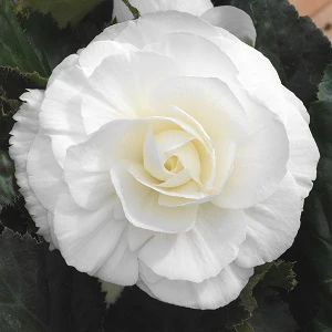 Begonia White Double