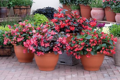 BEGONIA WHOPPER MIXED