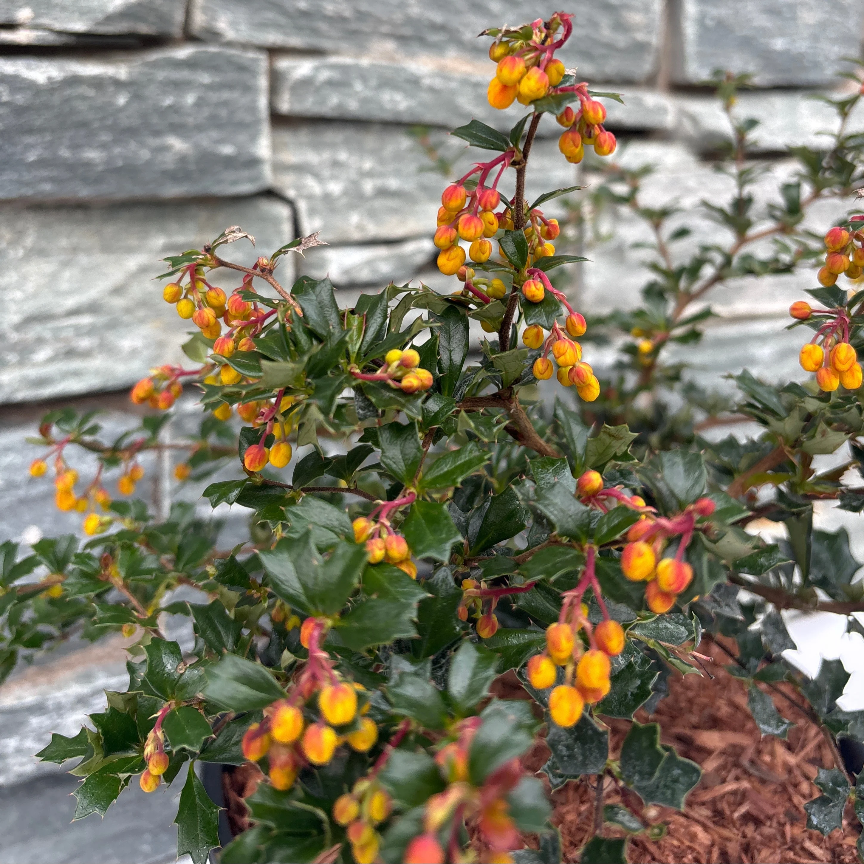 BERBERIS darwinii Compacta - Image 2