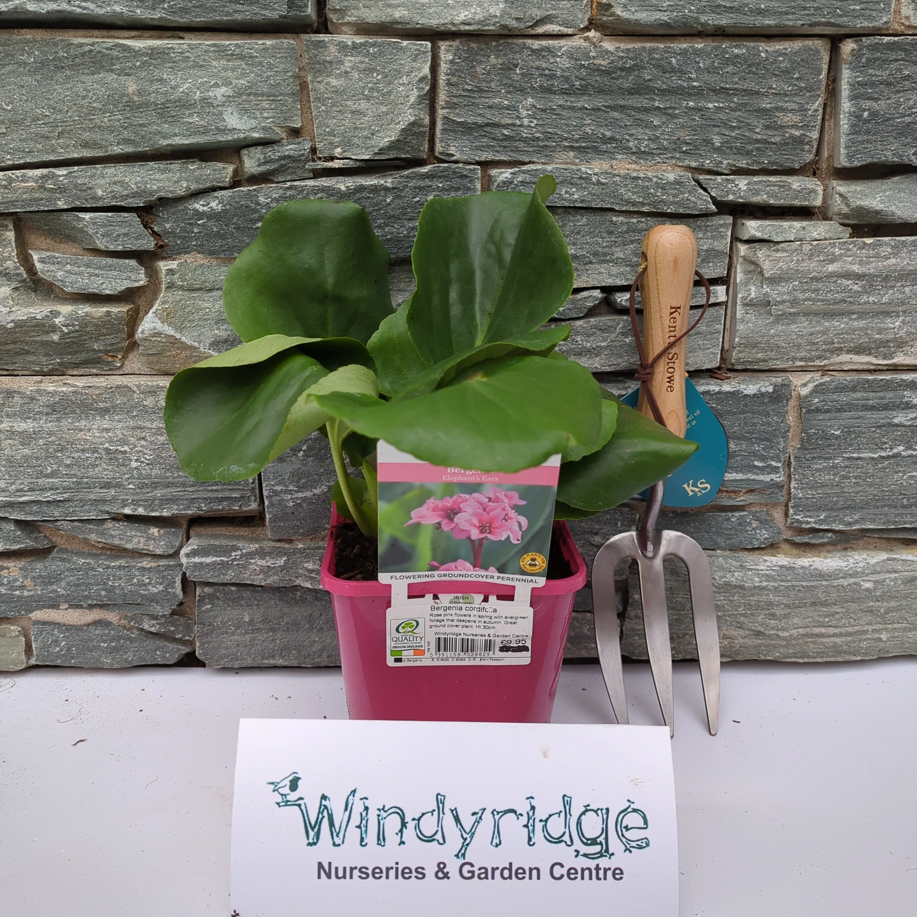 Bergenia cordifolia - Image 2