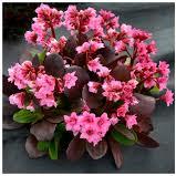 Bergenia Dragonfly Sakura - Image 2
