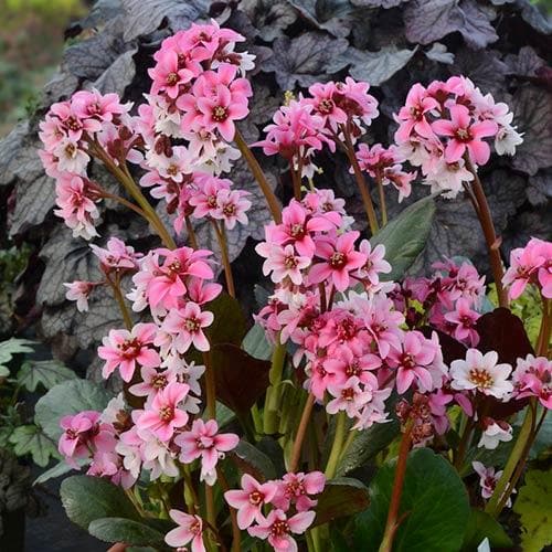 Bergenia Dragonfly Sakura - Image 3