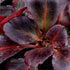 Bergenia Dragonfly Sakura - Image 4