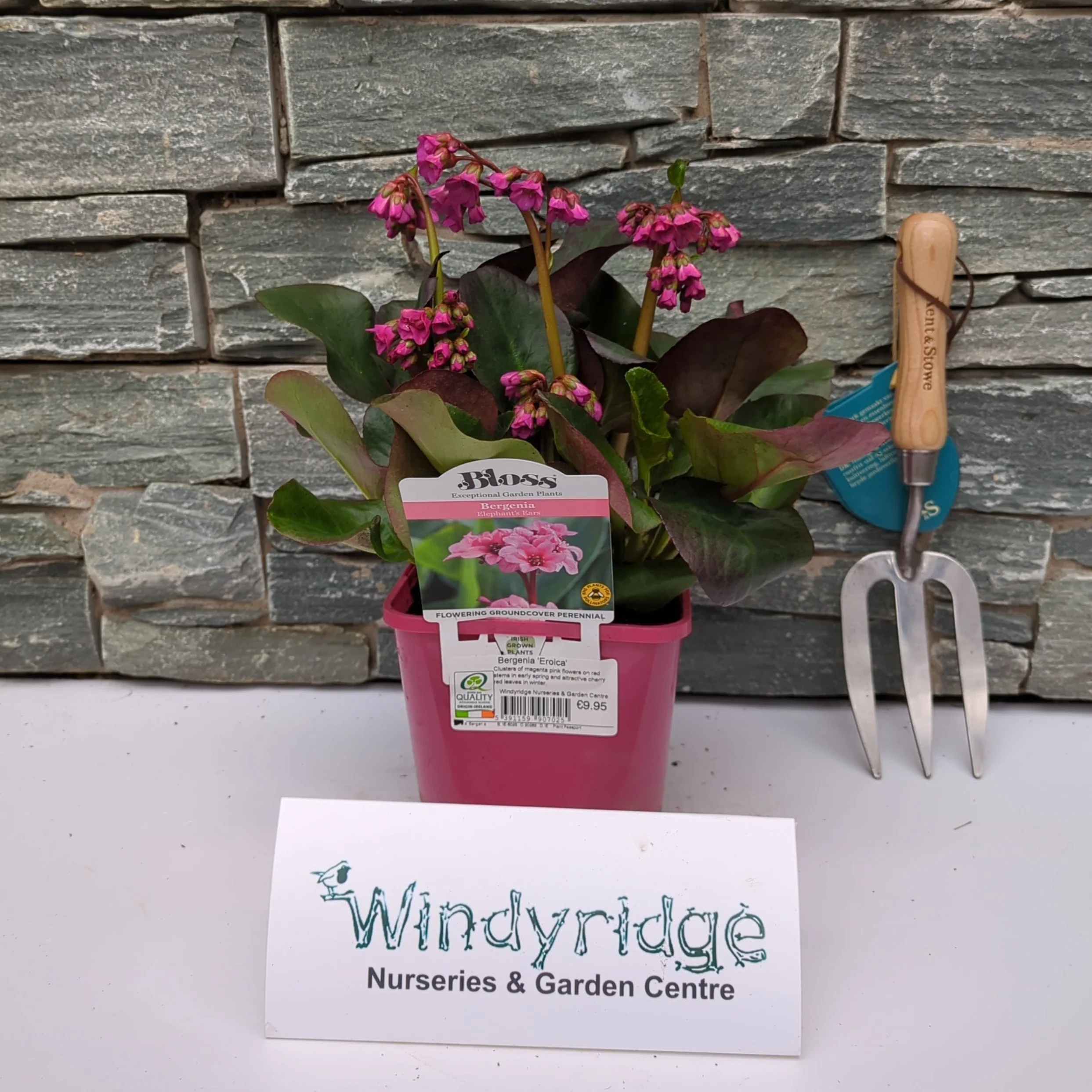 Bergenia 'Eroica'