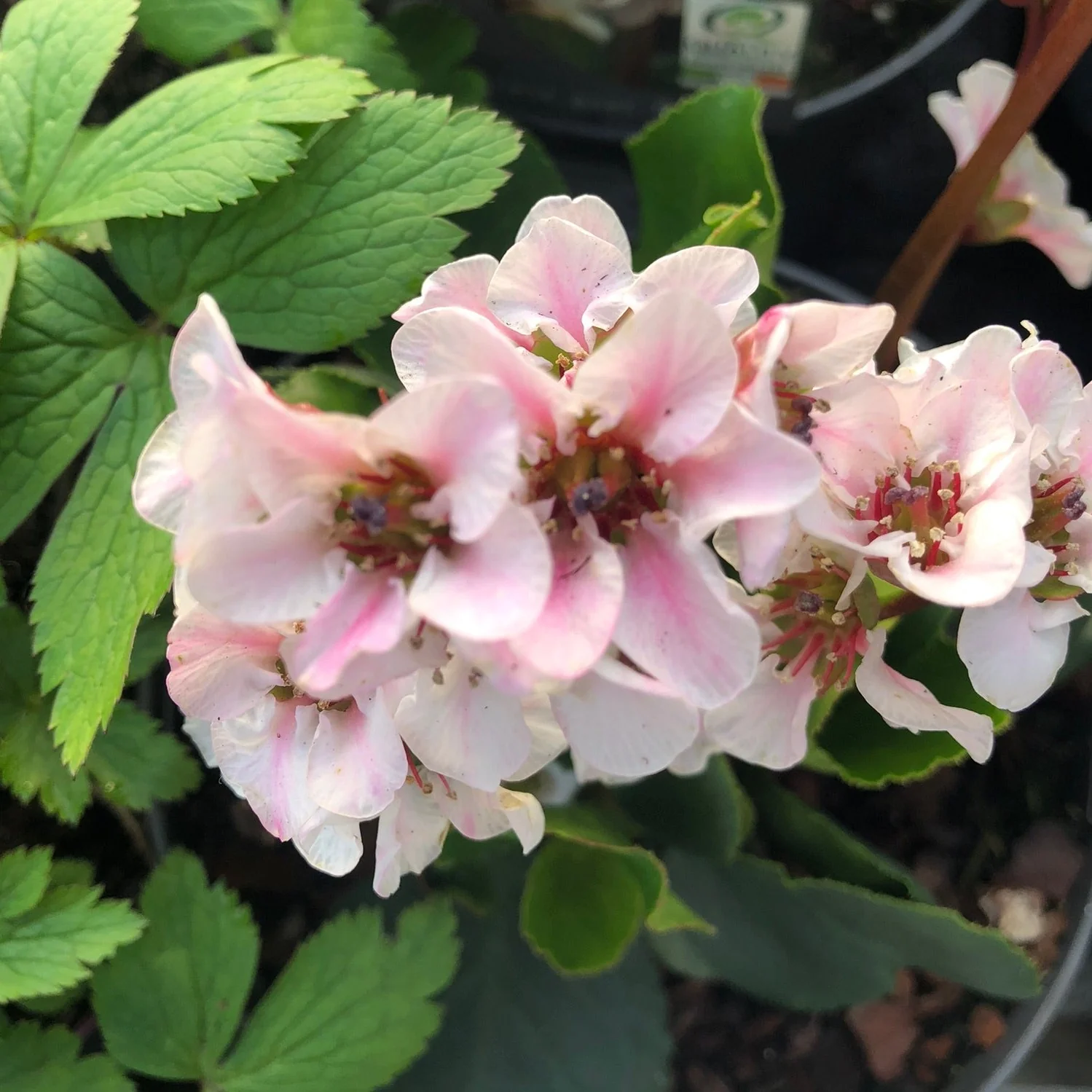 BERGENIA Harzkristall - Image 2