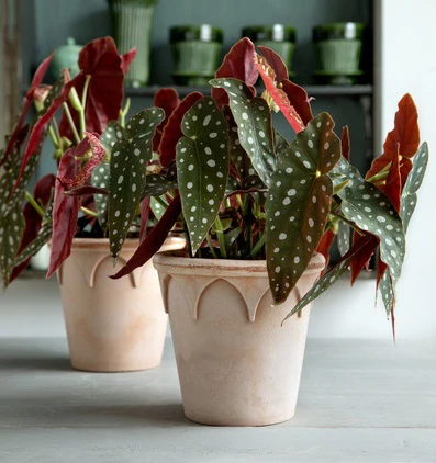 Bergs: Elizabeth Rose, 21 cm, Pot with saucer