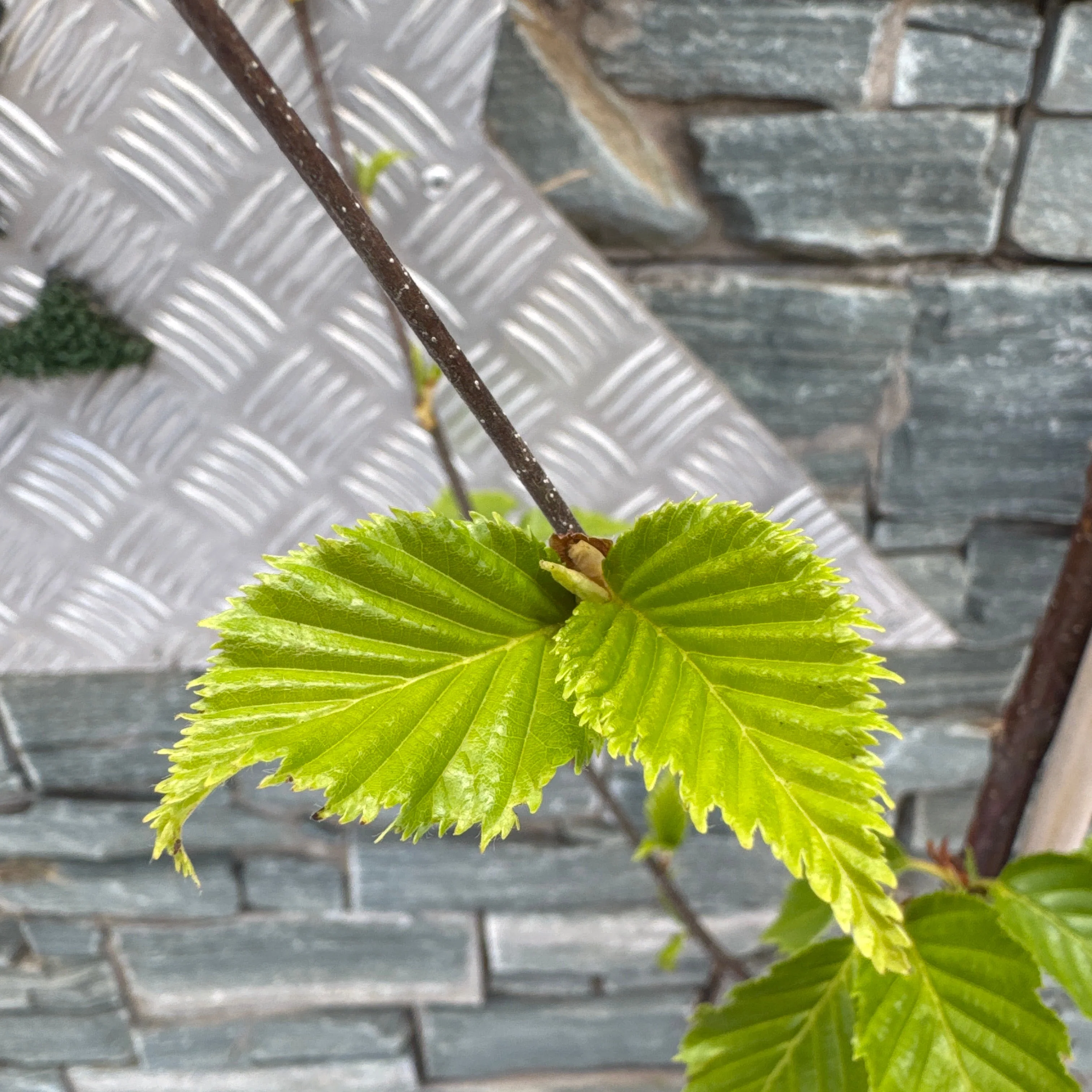 BETULA ALBOSINENSIS FASCINATION - Image 2