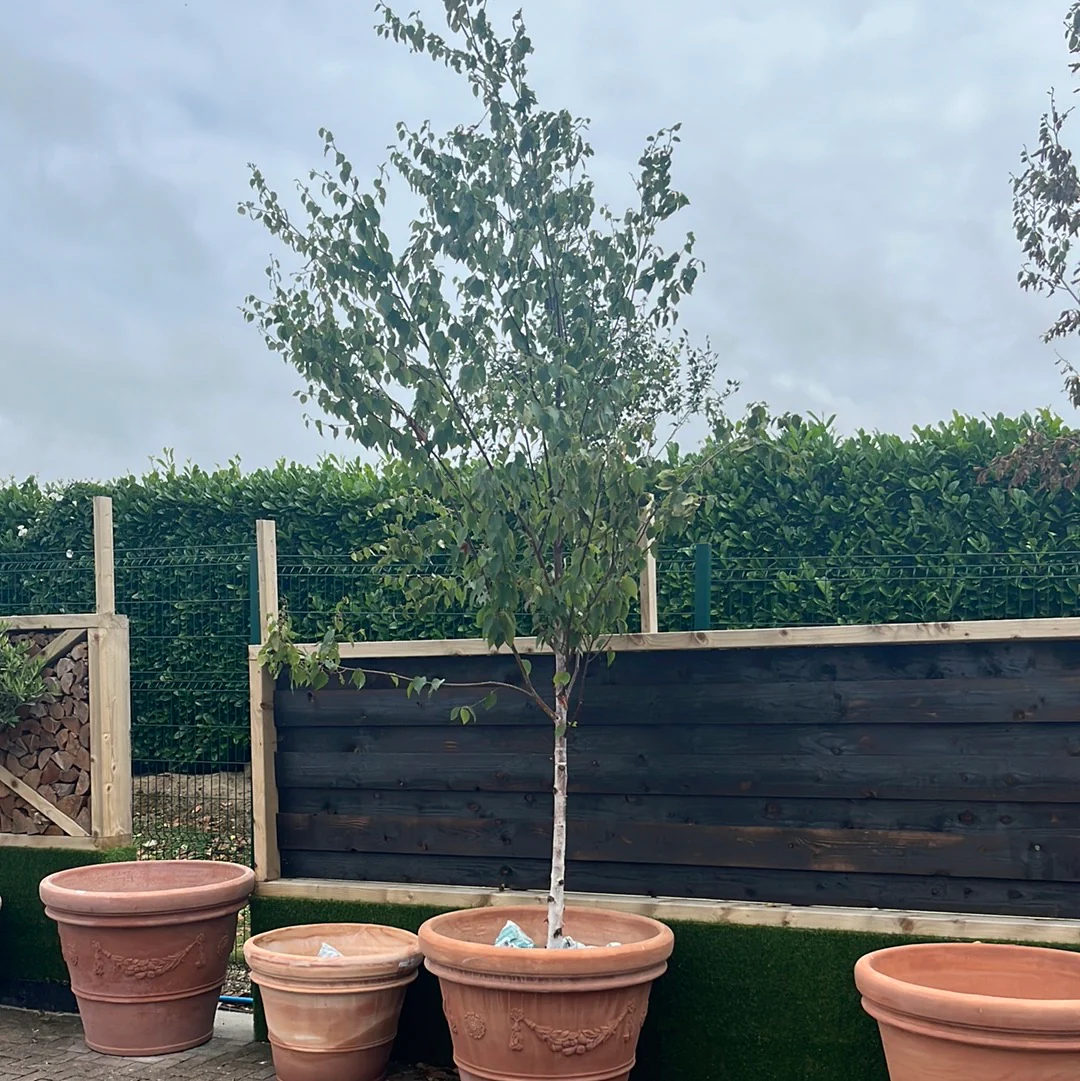 BETULA ALBOSINENSIS FASCINATION - Image 2