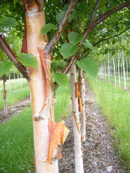 BETULA ALBOSINENSIS FASCINATION - Image 3
