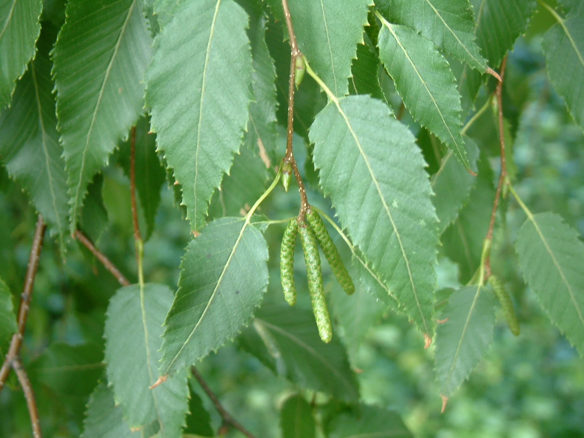 BETULA ALBOSINENSIS FASCINATION - Image 4