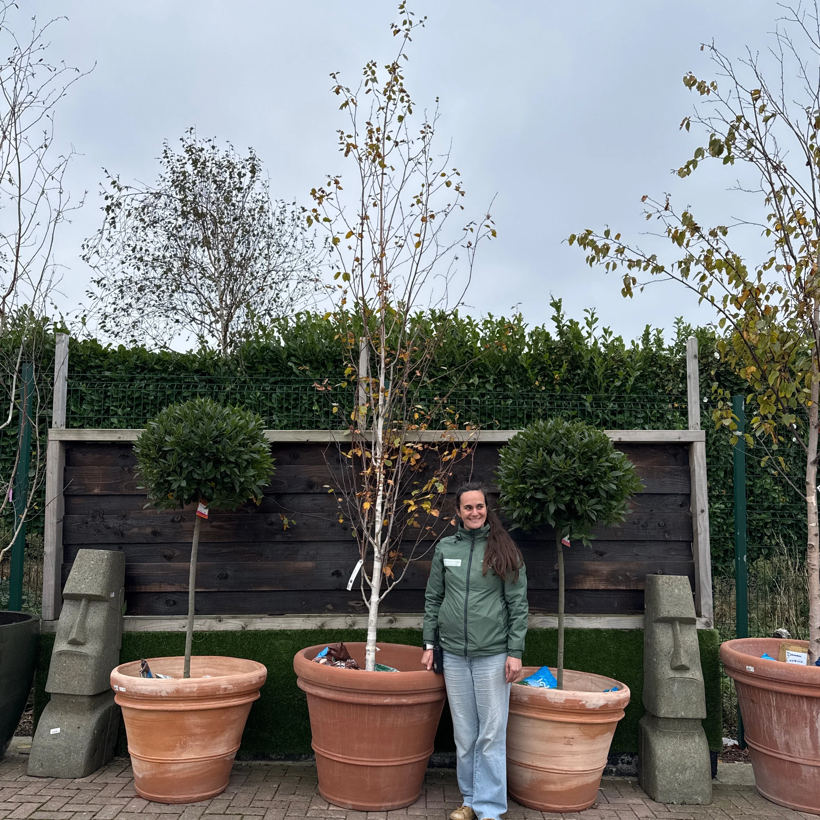 BETULA JACQUEMONTII