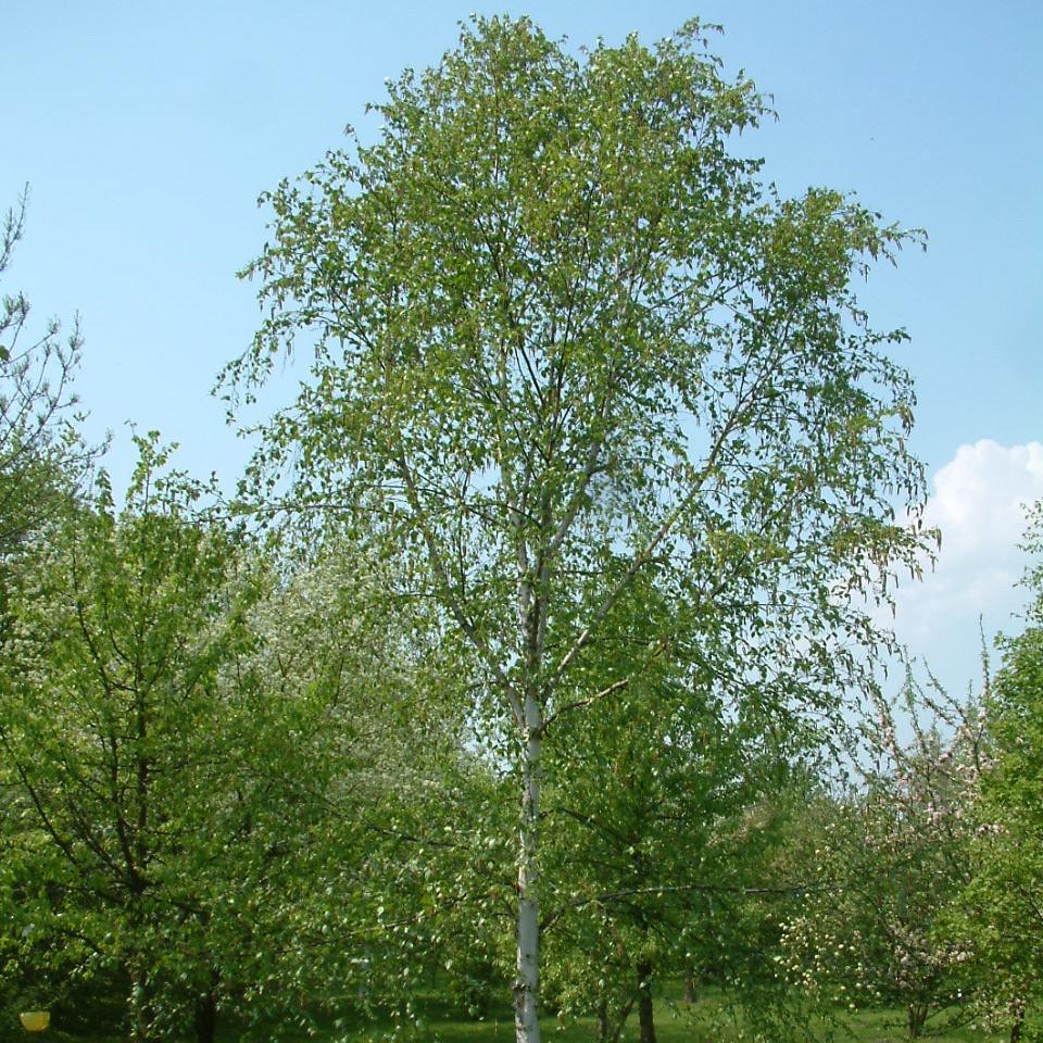 BETULA JACQUEMONTII - Image 3