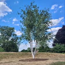 Betula Jacquemontii - Image 2