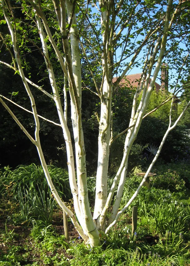 Betula Jacquemontii Multistem