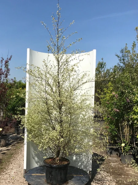 Betula nigra Shiloh Splash
