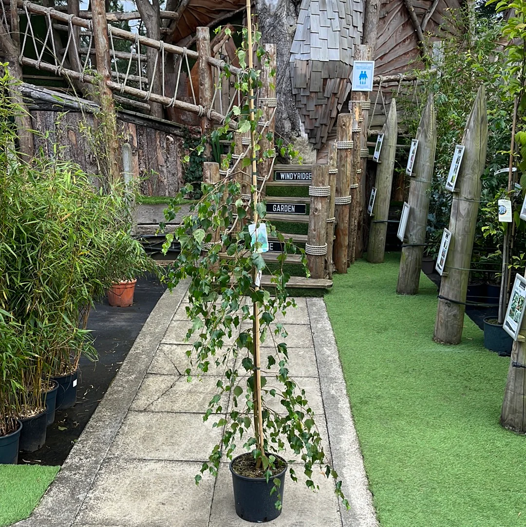 BETULA PENDULA YOUNGII - Image 3
