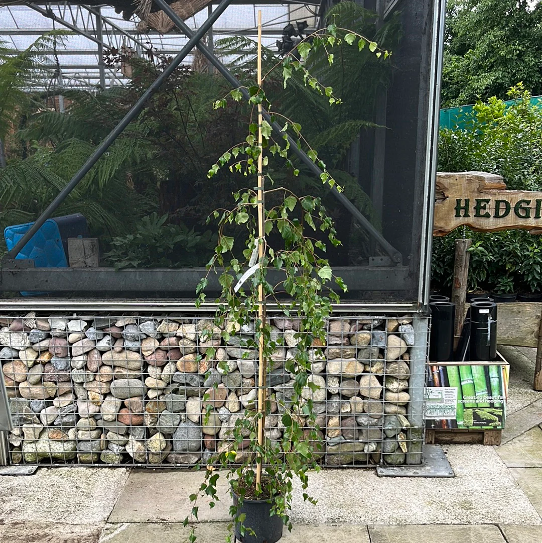 BETULA PENDULA YOUNGII - Image 5
