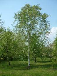 Betula utilis Jacquemontii - Image 2