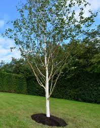 Betula utilis Jacquemontii Std 45ltr