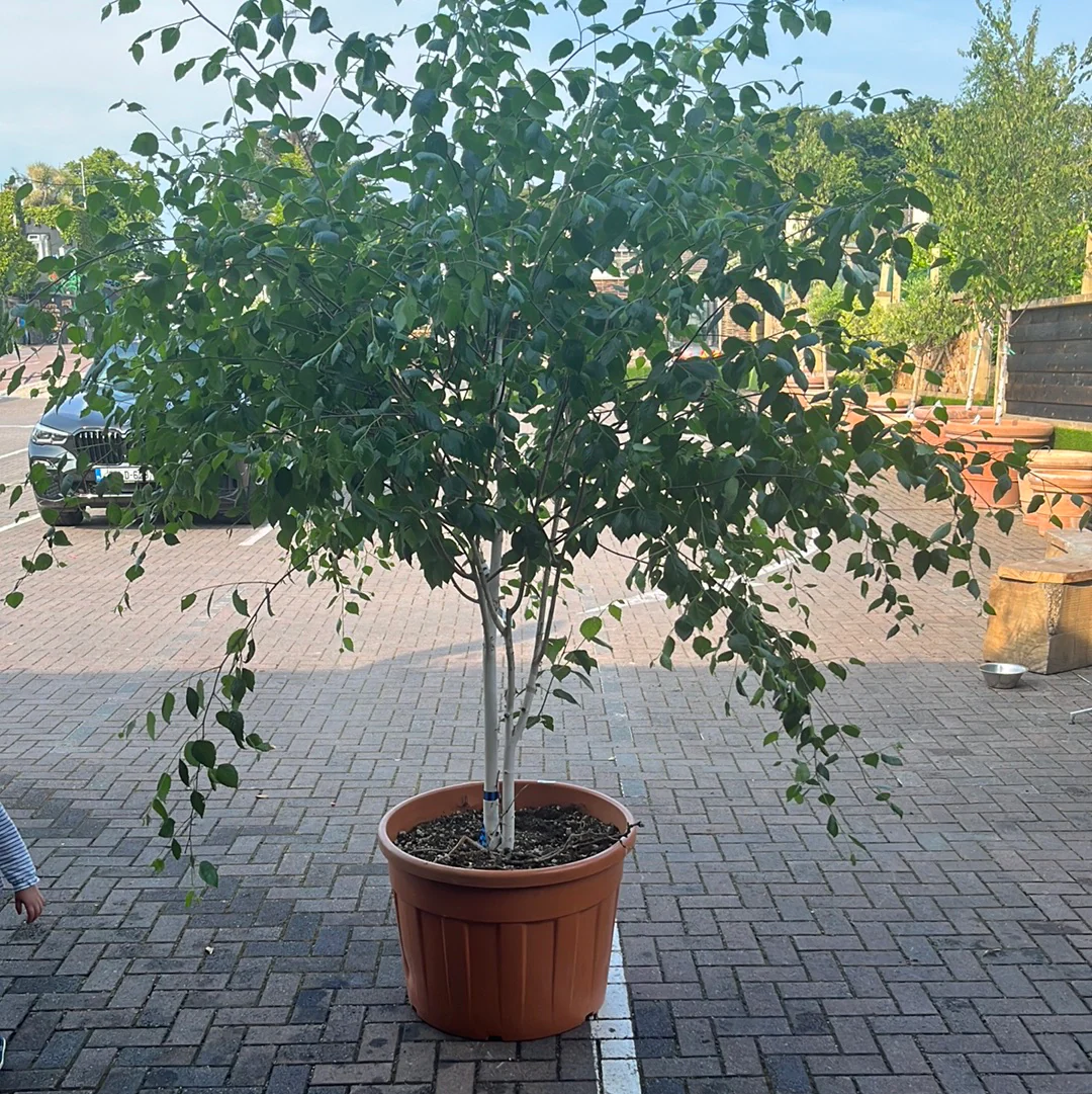 BETULA UTILIS JAQUEMONTII CLT 130 H 150 + CM PARACADUTE