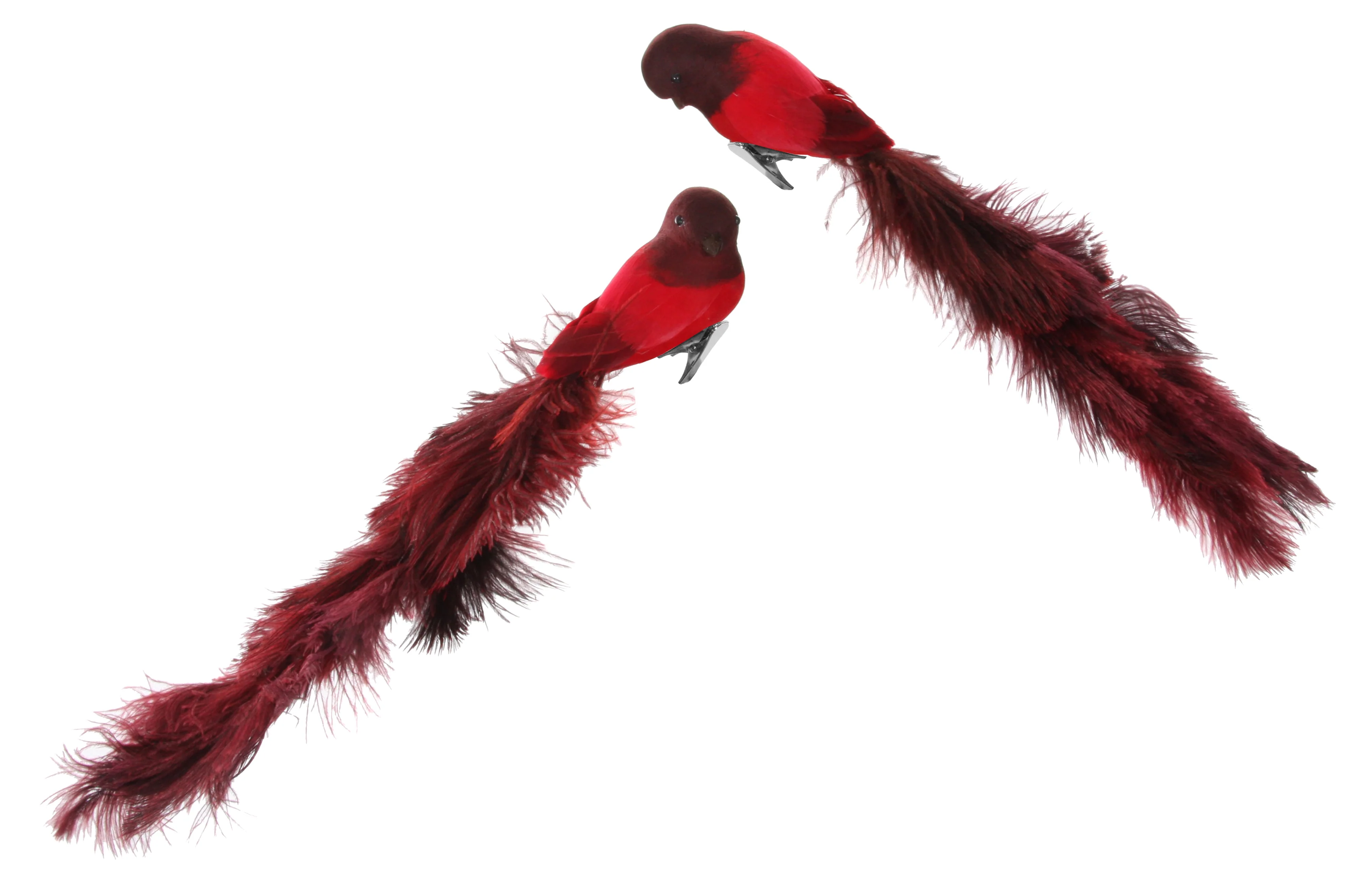 Bird with clip red oistrich tail