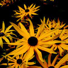 Rudbeckia f. v. sul.'Goldsturm
