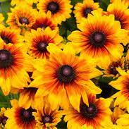 Black Eyed Susan Rudbeckia Summerina Yellow (3Ltr Pot)