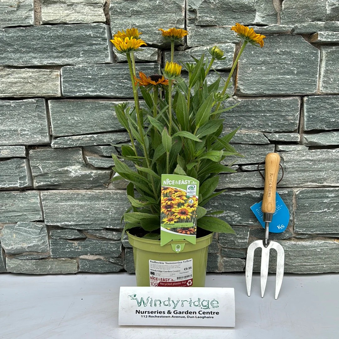 Black Eyed Susan Rudbeckia Summerina Yellow (3Ltr Pot) - Image 2
