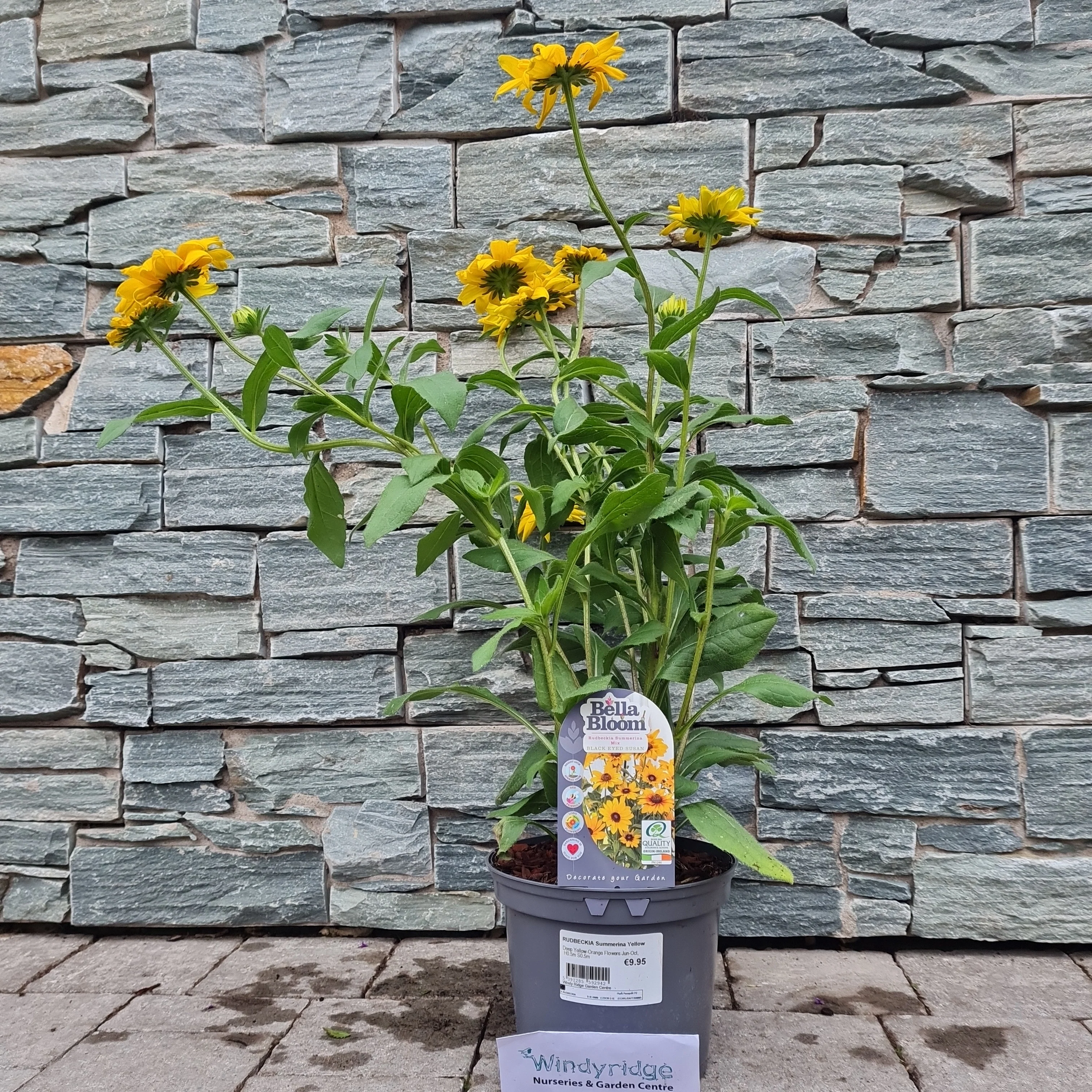 Black Eyed Susan Rudbeckia Summerina Yellow (3Ltr Pot) - Image 2