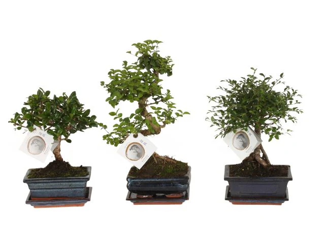 Bonsai mix (nr.A1150001) P15