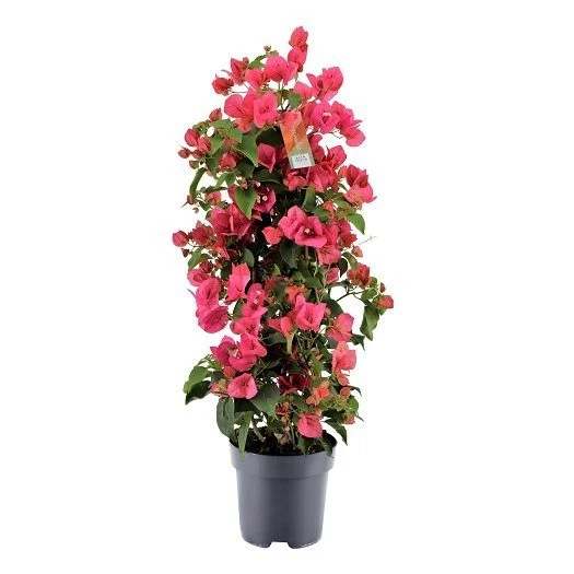 Bougainvillea red P17- 3 cane pyr