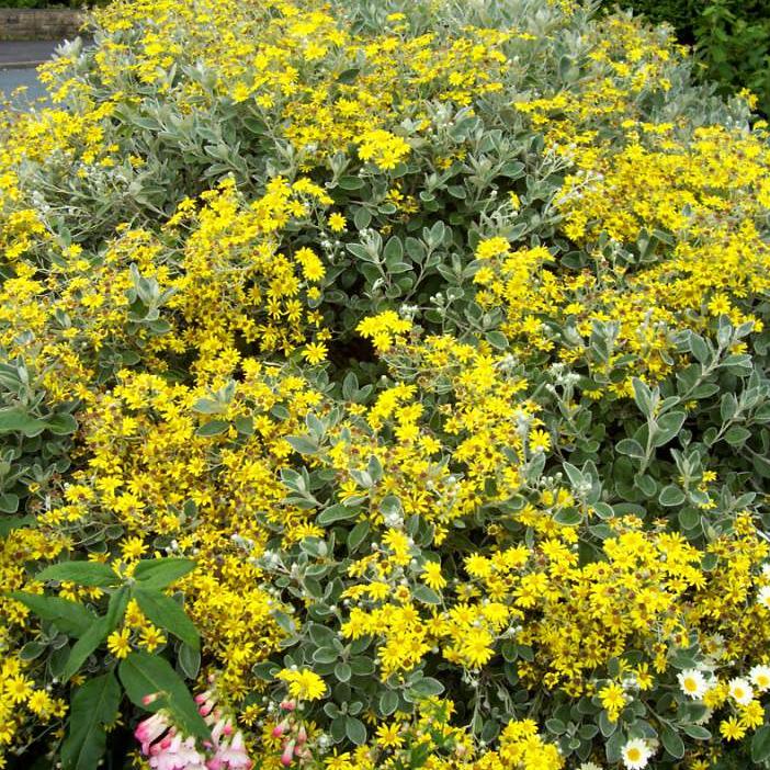 Brachyglottis Sunshine 2 Ltr pot - Image 2