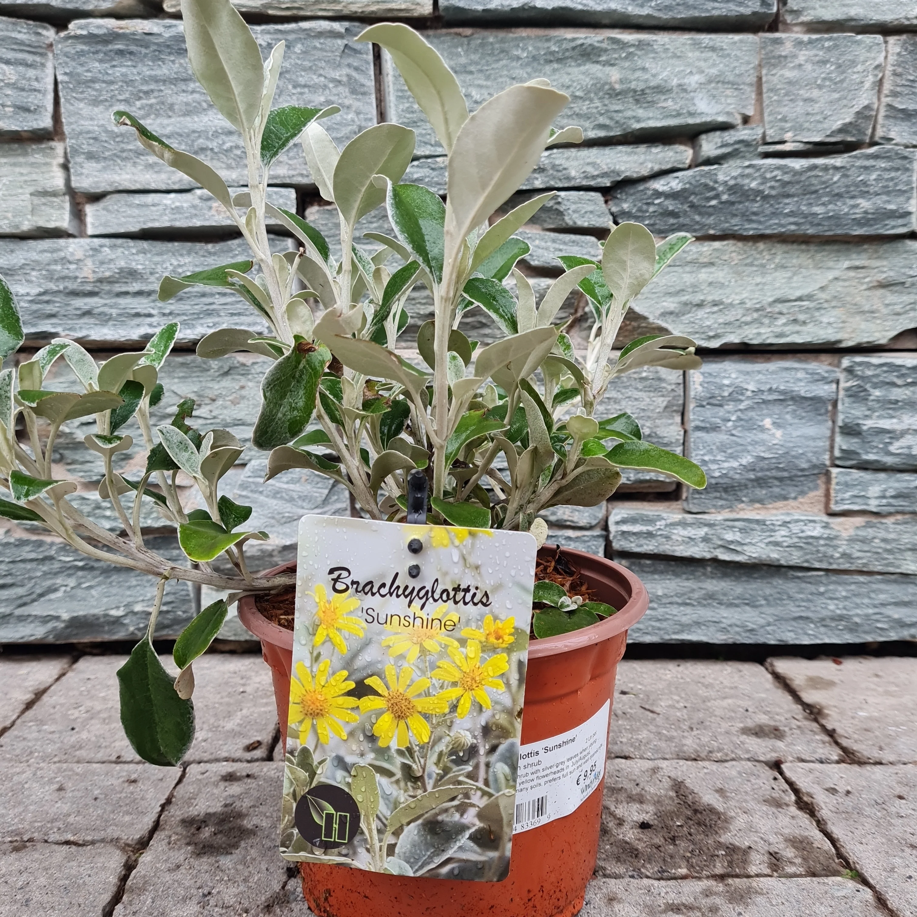 Brachyglottis Sunshine 2 Ltr pot - Image 3