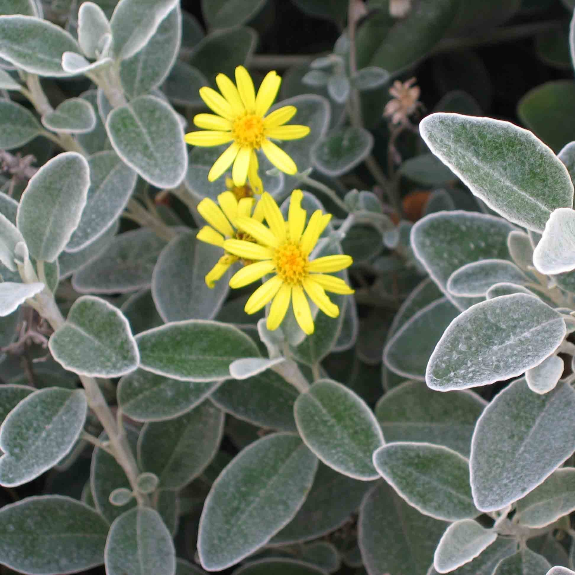 Brachyglottis Sunshine 2 Ltr pot - Image 4