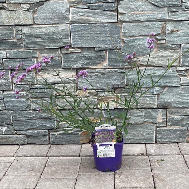 Brazilian Vervain Verbena Bonariensis Lollipop (2Ltr Pot) - Image 3