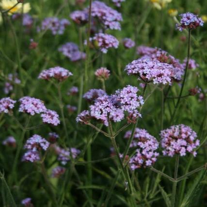 Brazilian Vervain Verbena Bonariensis Lollipop (2Ltr Pot) - Image 4