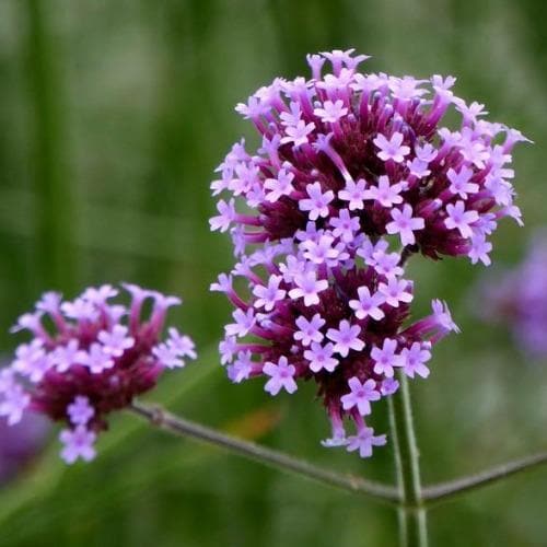 Brazilian Vervain Verbena Bonariensis Lollipop (2Ltr Pot) - Image 5