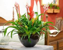 Bromelia Classic Mix (9cm Pot) - Image 2