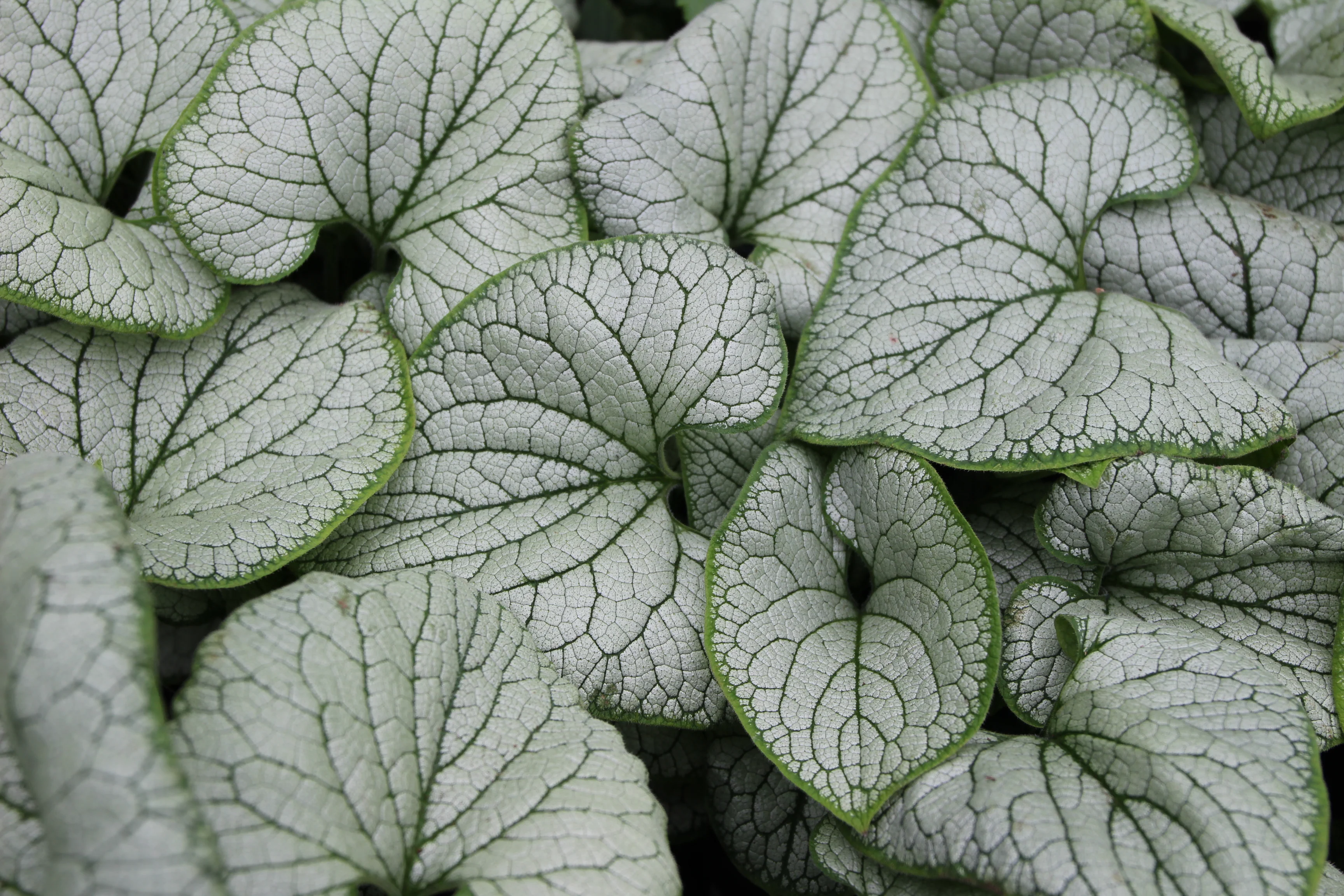 BRUNNERA mac. Jack Frost