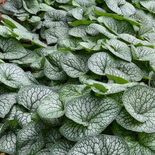 BRUNNERA mac. Jack of Diamonds - Image 2