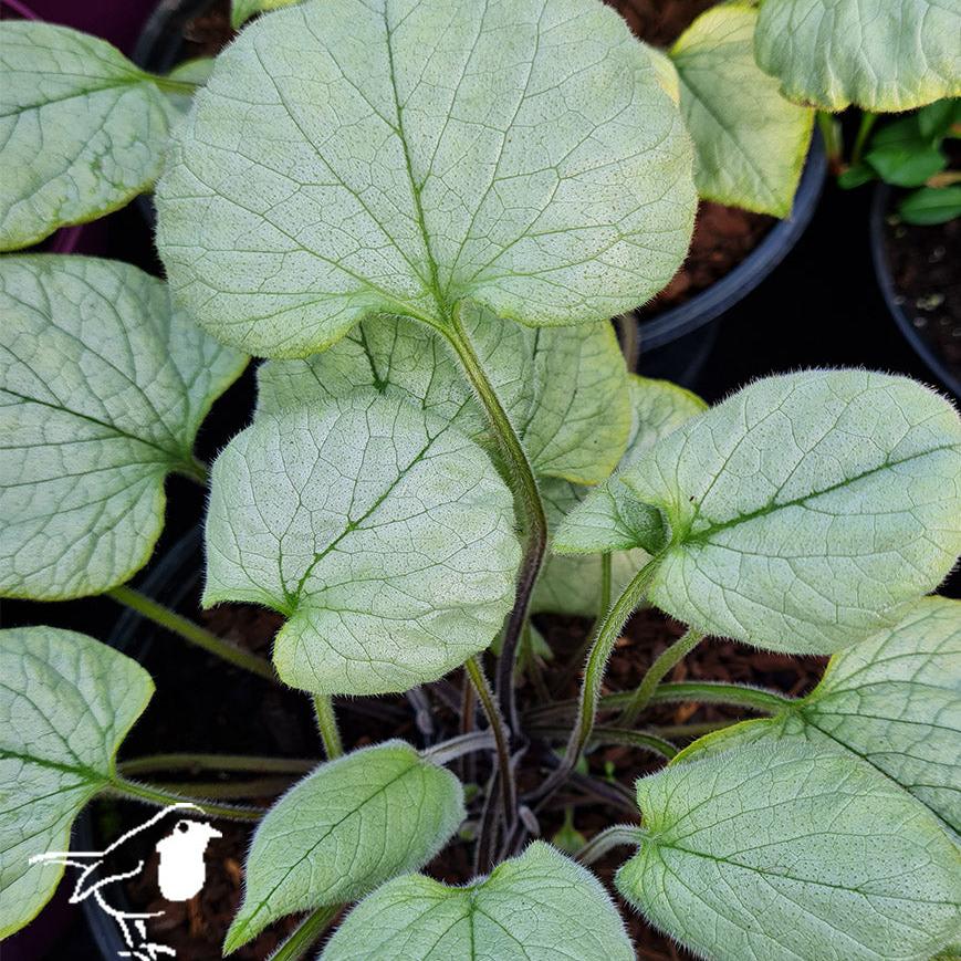 BRUNNERA mac. Looking Glass G - Image 2